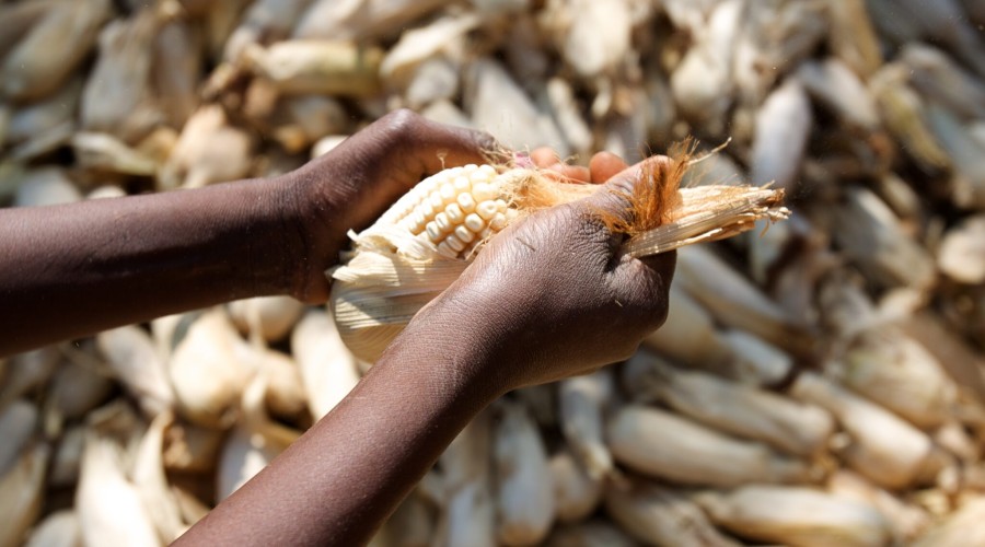 Op-Ed, Australian Institute of International Affairs: Hand in Hand for Better Foods and a Better Future?