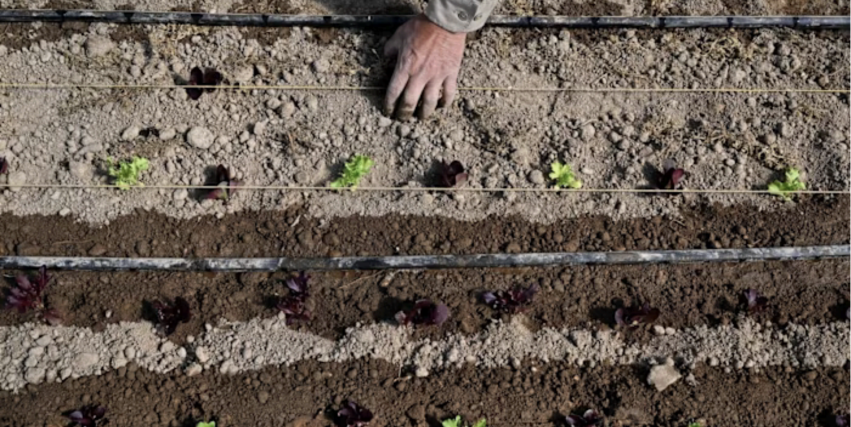Op-Ed, The Financial Times: The global food crisis unleashed by the war